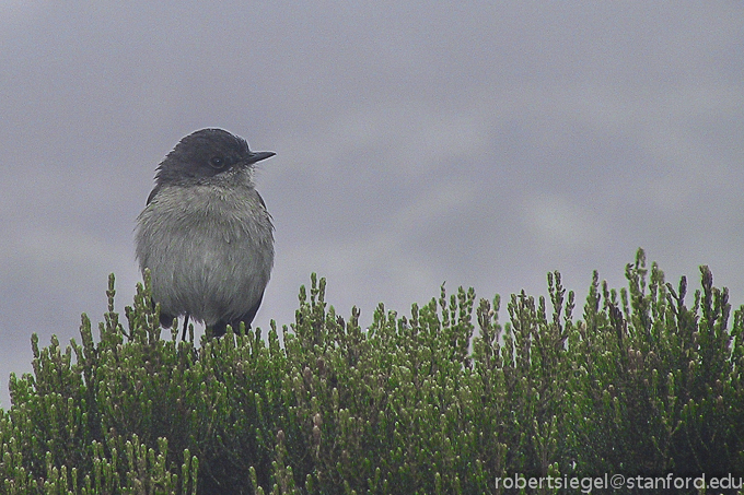 passerine